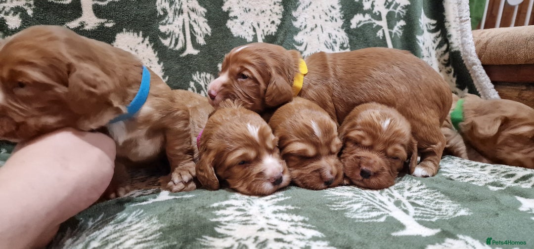 Cocker Spaniel dogs for sale: KC Registered Fox Red Working Cocker Spaniel Pups - Advert 4