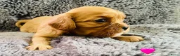 Cavalier King Charles Spaniel dogs for sale: KC Cavalier King Charles Puppies, All 4 Colours. - Advert 5