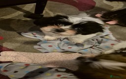 Mixed Breed dogs for sale: 2 adorable Havanse x japanese chin puppies  - Image 2