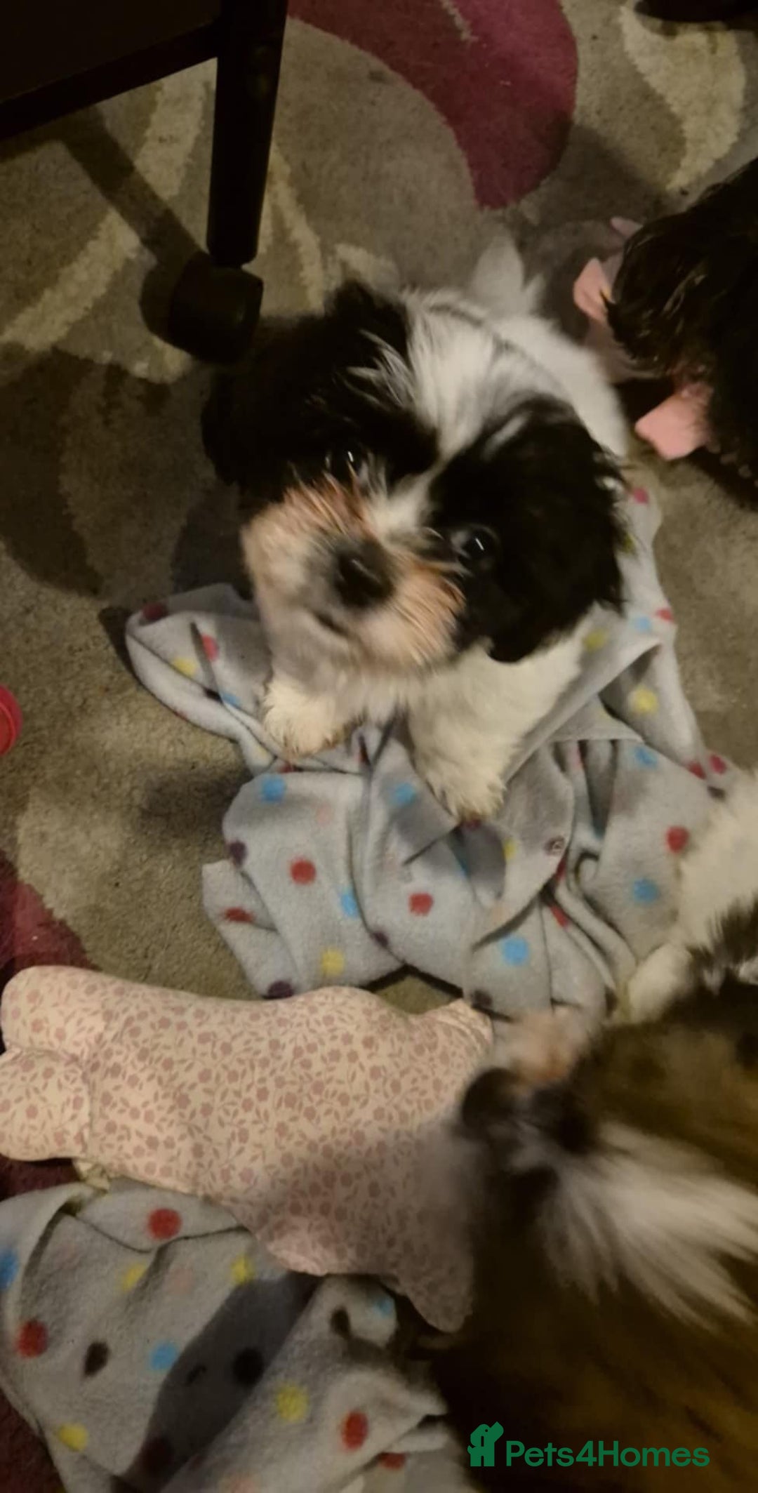 Mixed Breed dogs for sale: 2 adorable Havanse x japanese chin puppies  - Image 2