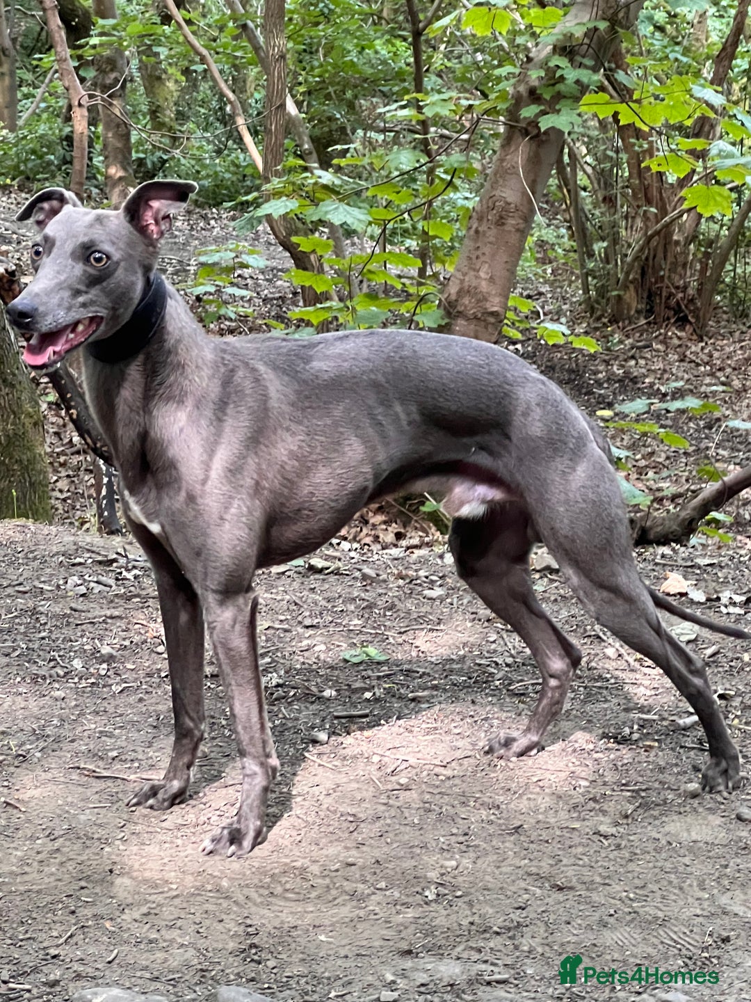 Whippet dogs for stud: At stud  - Advert 1