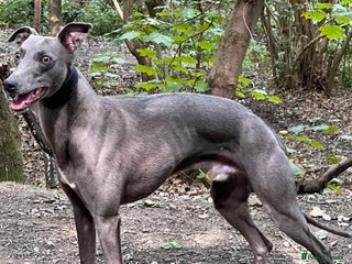 Whippet dogs At stud - Advert 4