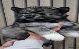 Siberian Husky dogs for sale: ready to go Wooly Siberian Husky - Image 16