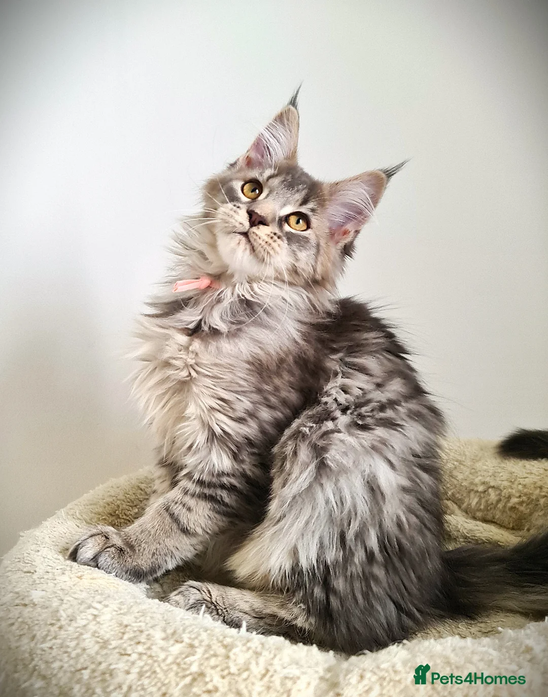 Maine Coon cats for sale: STUNNING 4️⃣ PEDIGREE MAINE COON KITTENS READY ❗❗❗ - Advert 15