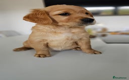 Golden Retriever dogs for sale: Golden Retriever Puppies  - Image 25