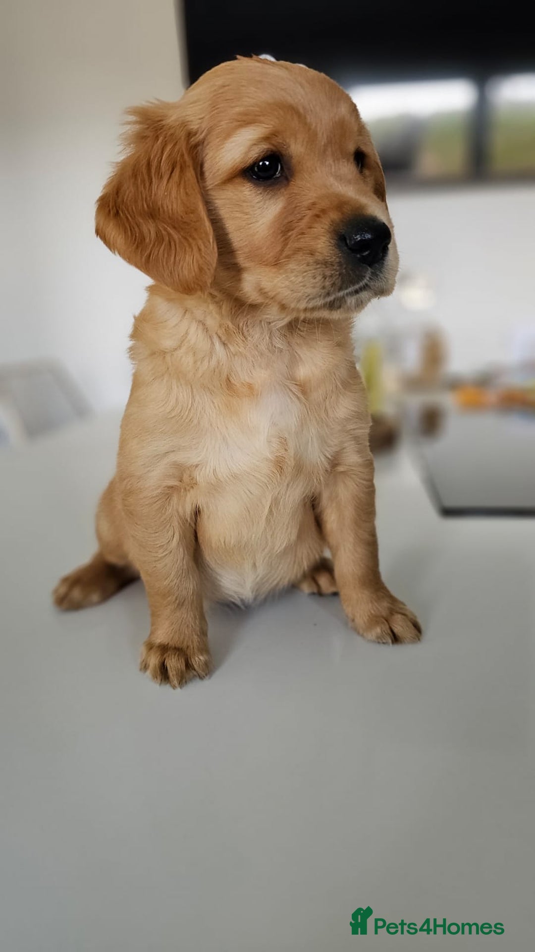 Golden Retriever dogs for sale: Golden Retriever Puppies  - Image 25