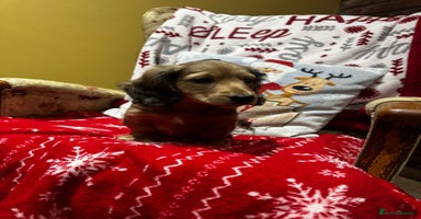 Miniature Dachshund dogs 5 Beautiful Long Haired Miniature Daschund’s   - Advert 1