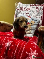 Miniature Dachshund dogs 5 Beautiful Long Haired Miniature Daschund’s - Advert 6