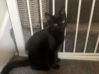 Mixed Breed cats six beautiful black kittens - Advert 1