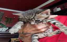Bengal cats for sale: Bengal X - Image 3