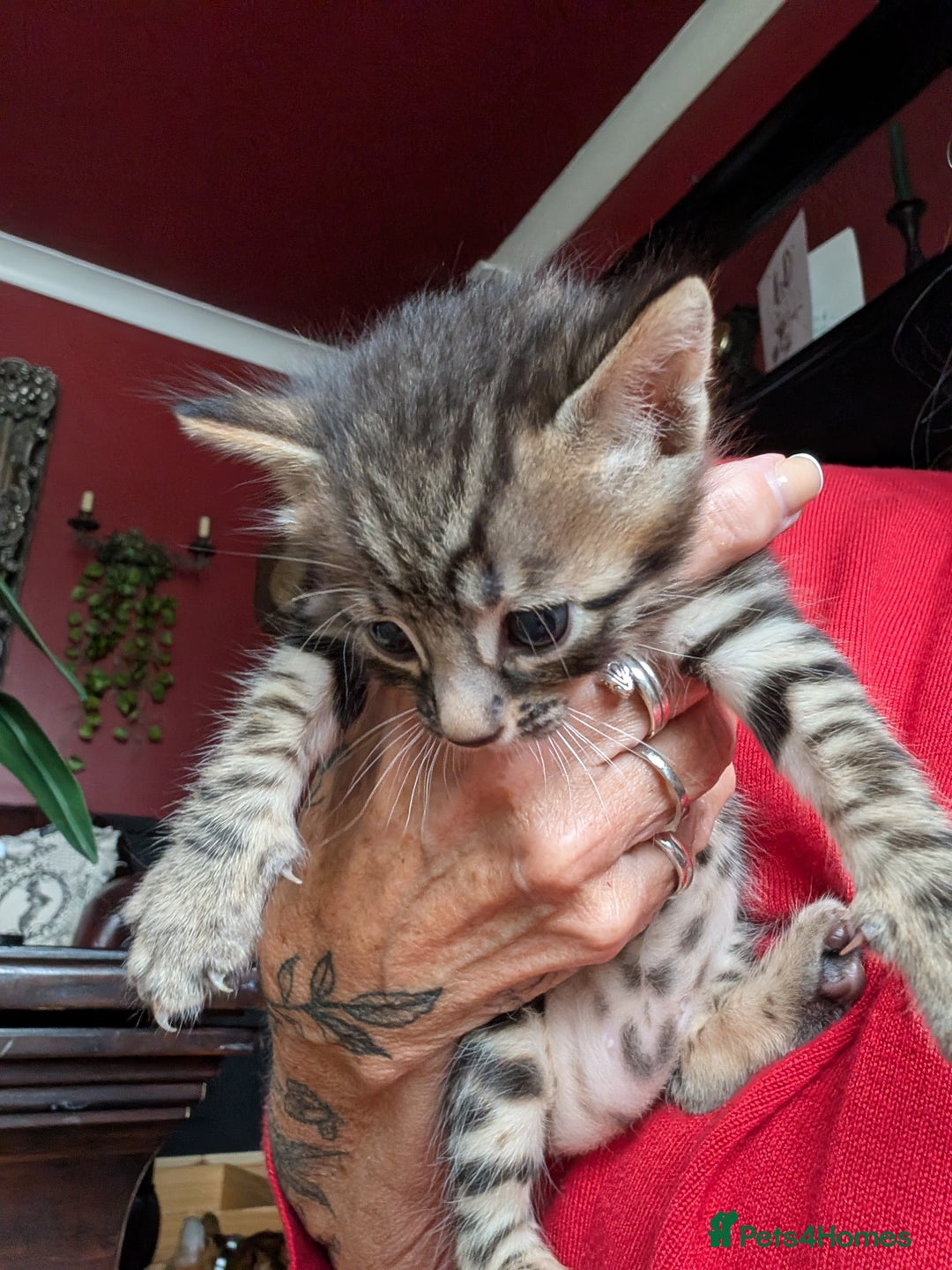 Bengal cats for sale: Bengal X - Image 3