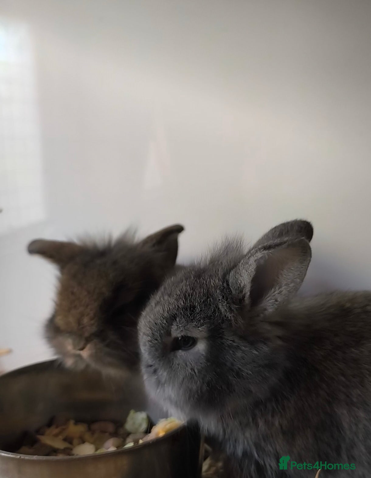 Mini Lop rabbits for sale: Rare Mini Lion Lop Babies for Sale  - Advert 16