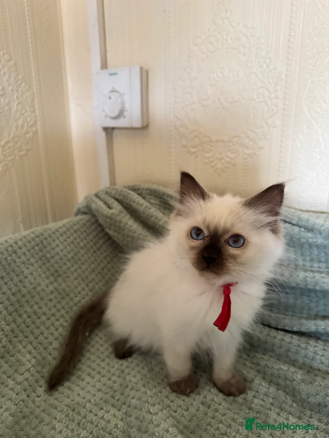 Ragdoll cats for sale: Beautiful Ragdoll kittens  - Advert 14