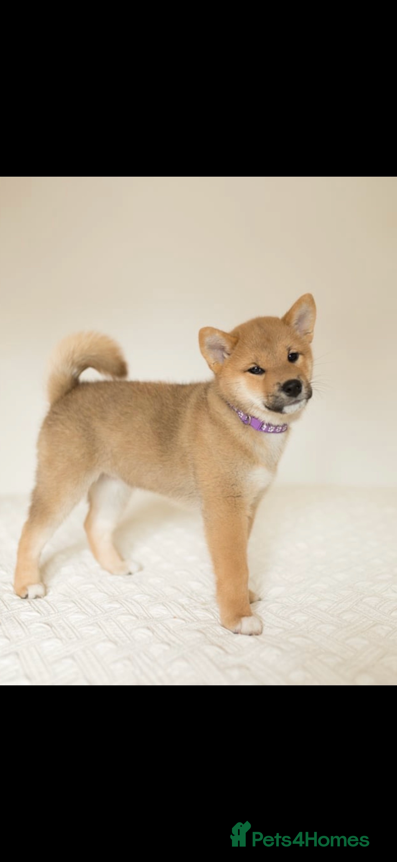 Japanese Shiba Inu dogs Gorgeous, KC-Registered Shiba Inu Puppies - Advert 8