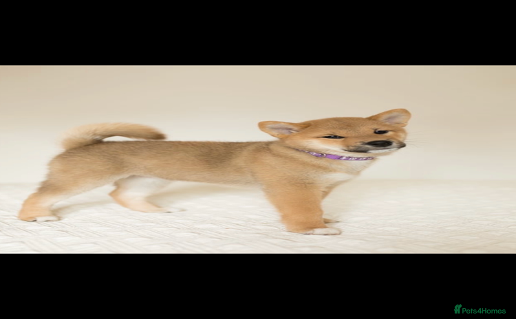 Japanese Shiba Inu dogs Gorgeous, KC-Registered Shiba Inu Puppies - Advert 1