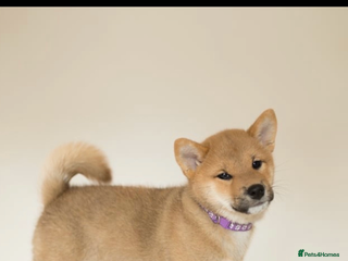Japanese Shiba Inu dogs Gorgeous, KC-Registered Shiba Inu Puppies - Advert 2