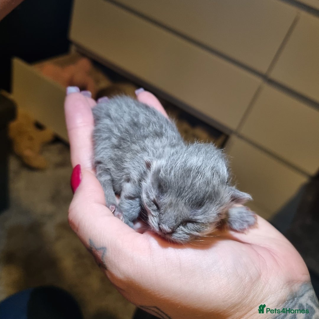 Persian cats for sale: Beautiful blue persian babies - Image 15