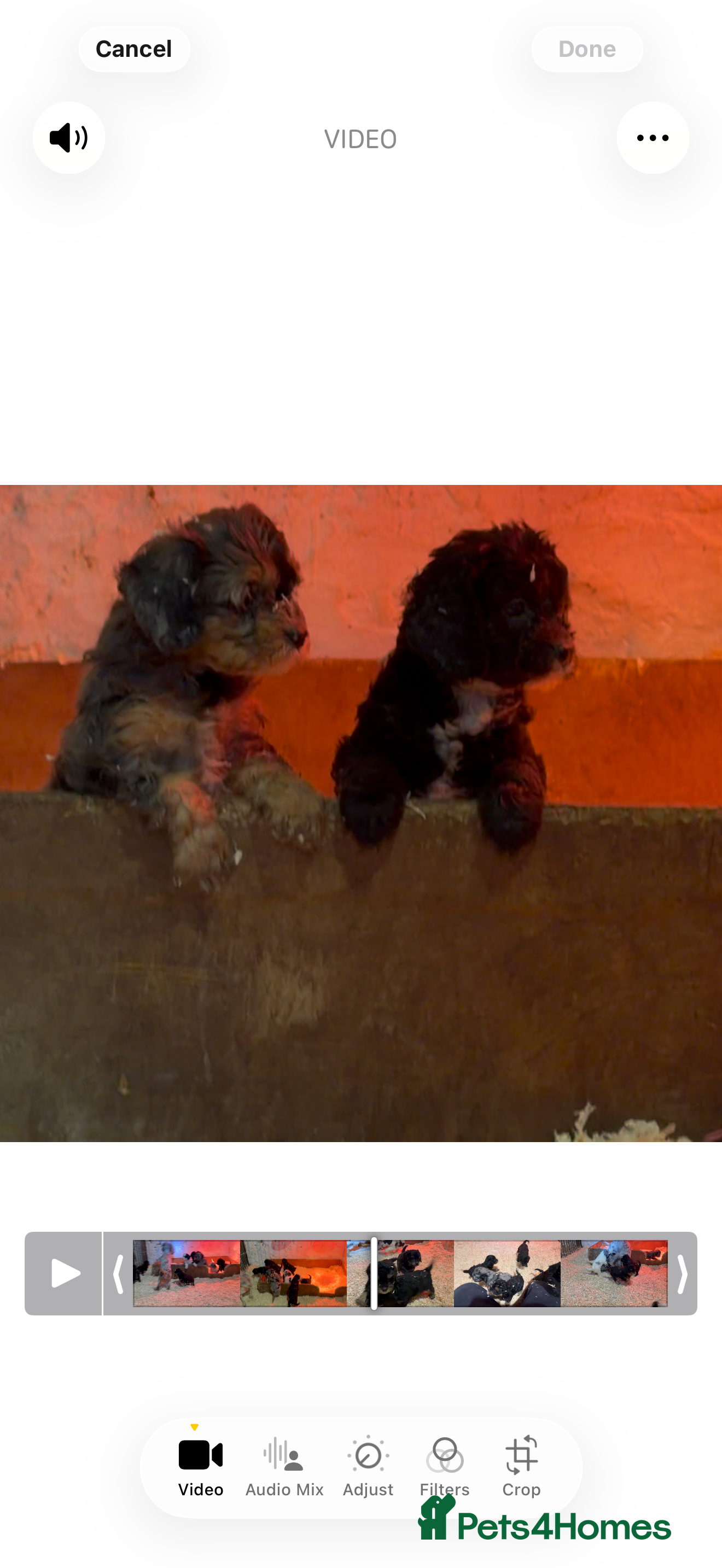 Cavapoo dogs Exceptional examples of top class cavapoo puppies  - Advert 4
