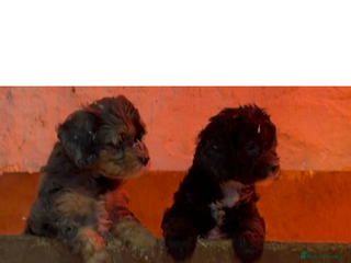 Cavapoo dogs Exceptional examples of top class cavapoo puppies - Advert 3