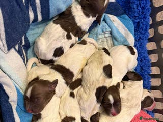 English Springer Spaniel dogs Pure springer puppies - Advert 4