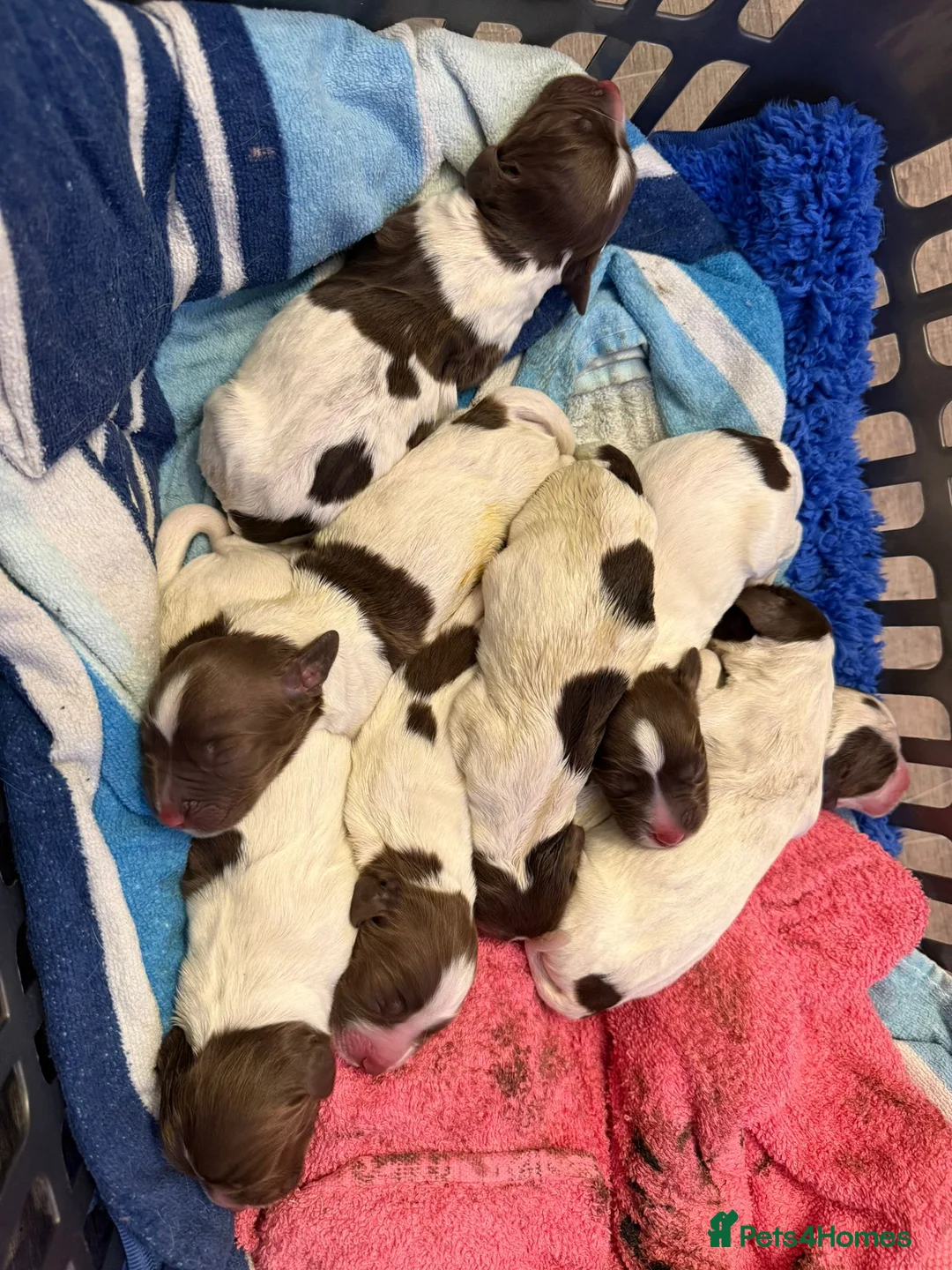 English Springer Spaniel dogs for sale: Pure springer puppies - Advert 1