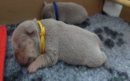 French Bulldog dogs for sale: KC Registered French Bulldog Puppies - Image 9