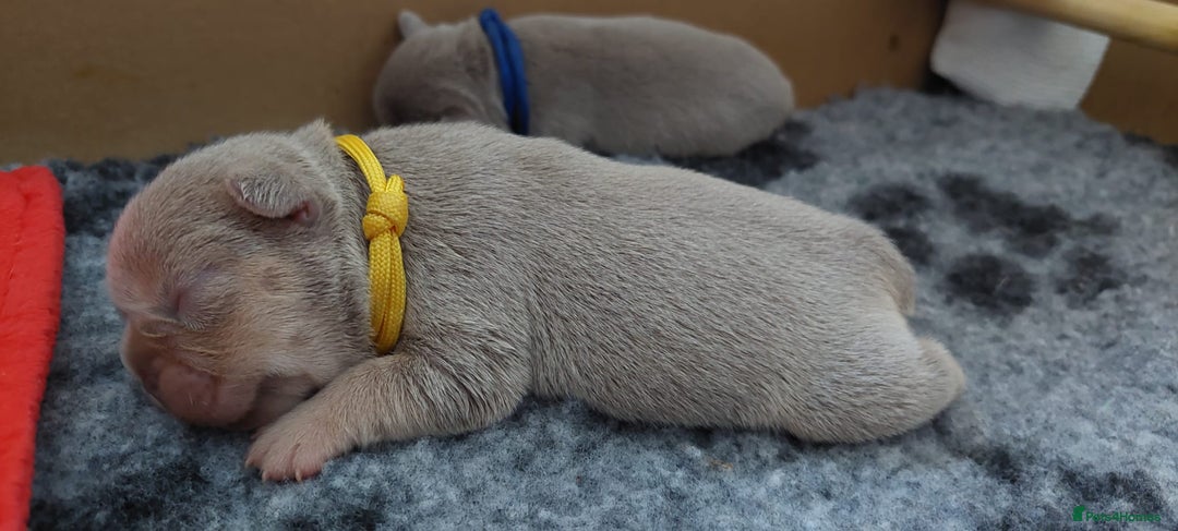 French Bulldog dogs for sale: KC Registered French Bulldog Puppies - Image 9