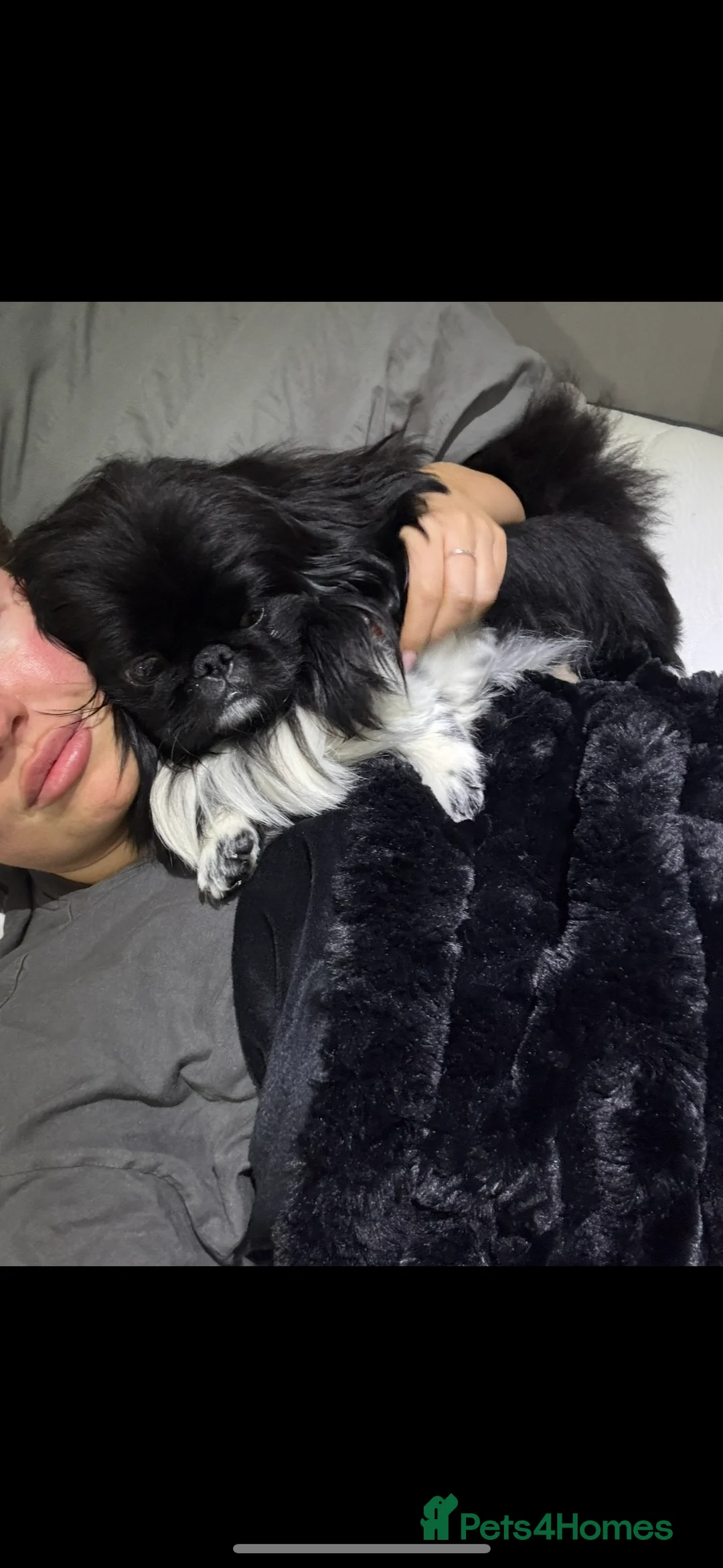 Pekingese dogs for stud: KC REGISTERED PEKINGESE - Advert 5