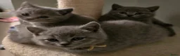 British Shorthair cats for sale: Beautiful British Shorthair kittens  - Advert 8