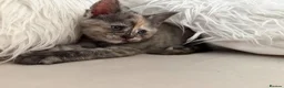 Mixed Breed cats for sale: Female kitten- Ready in July 🤍 - Advert 2