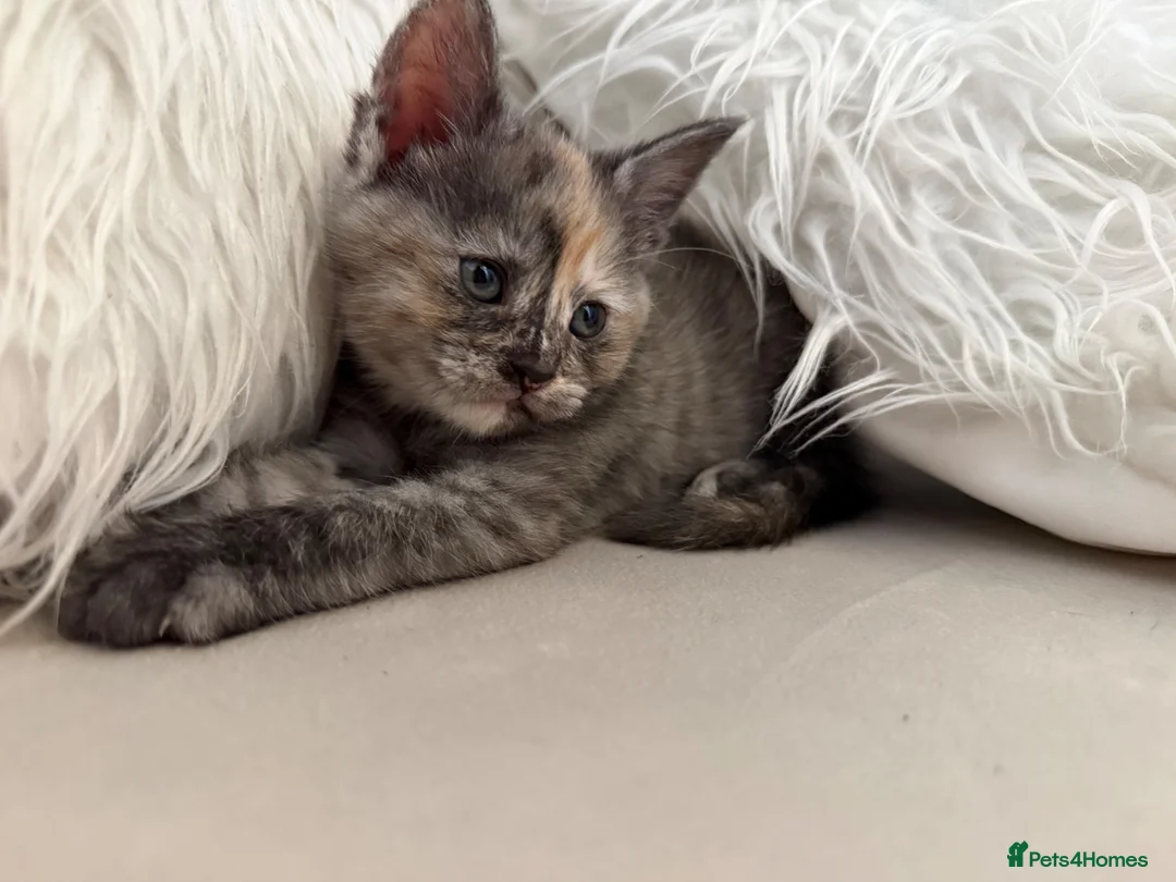 Mixed Breed cats for sale: Female kitten- Ready in July 🤍 - Advert 2