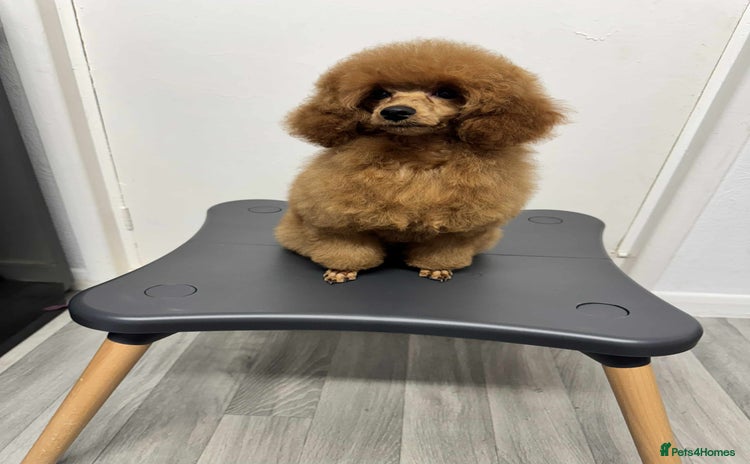 Miniature Poodle dogs - Advert 1