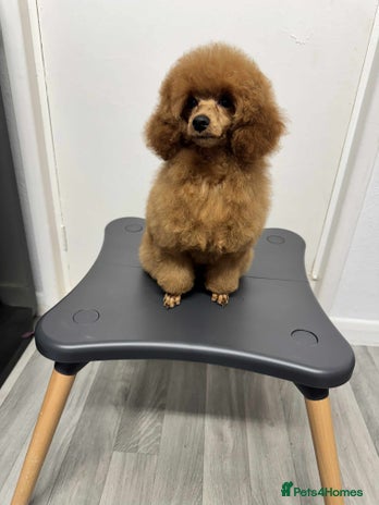 Miniature Poodle dogs - Advert 1
