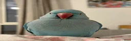 Ringnecks birds for sale: Indian ring neck  in Bath - Advert 4