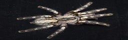 Spiders invertebrates for sale: Adult Poecilotheria regalis Indian  - Advert 2
