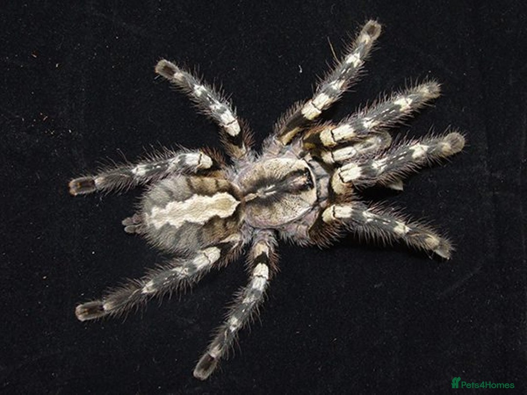Spiders invertebrates for sale: Adult Poecilotheria regalis Indian  - Advert 2