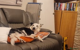 Border Collie dogs for sale: 2 X male border collie pups for sale - Image 15