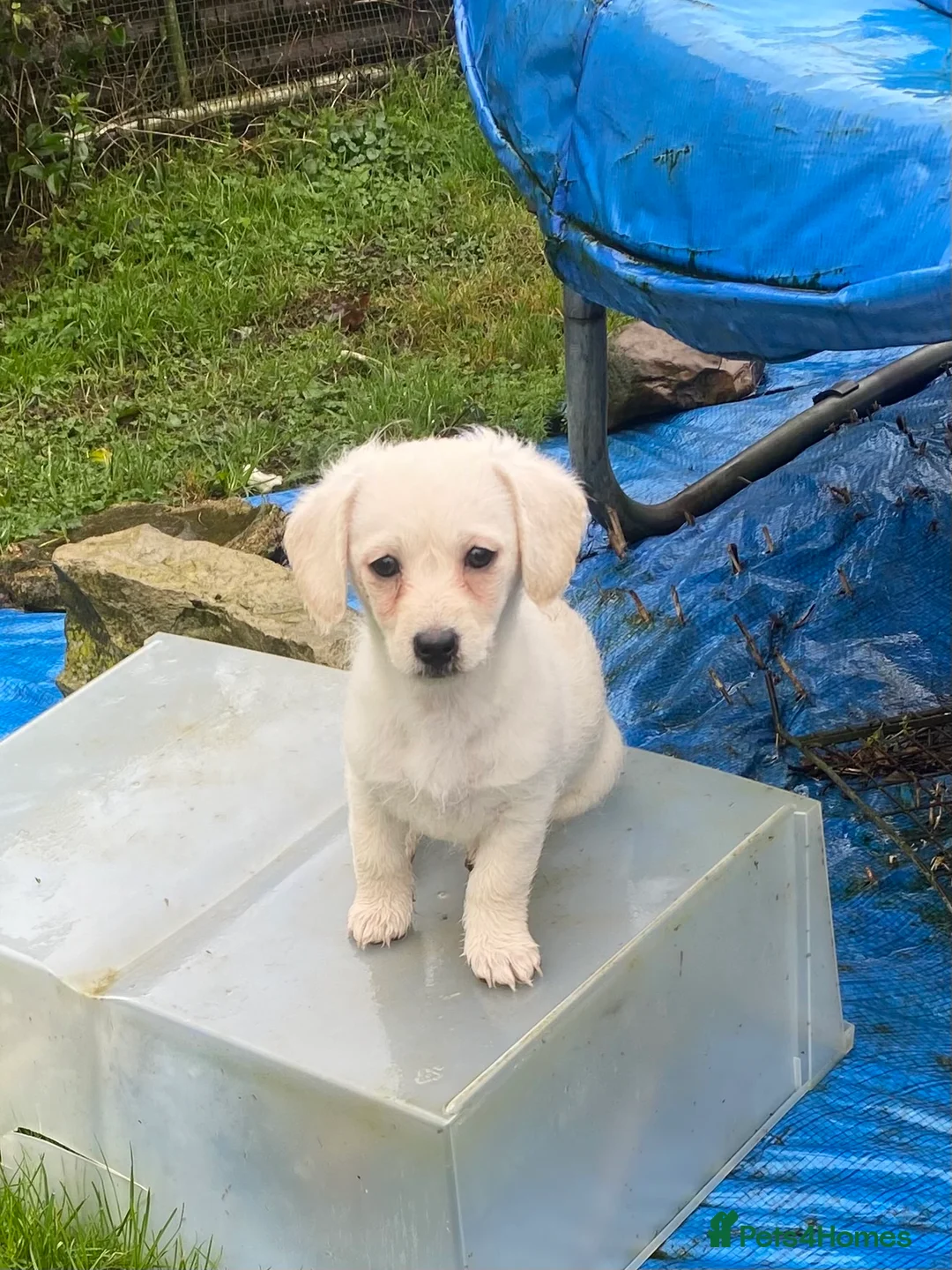 Mixed Breed dogs for sale: Daxie-CHON PUPPIES FOR SALE - Advert 23