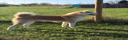 Japanese Akita Inu dogs for sale: Stunning male Japanese Akita Inu - Advert 2