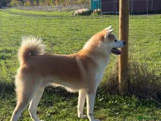 Japanese Akita Inu dogs Stunning male Japanese Akita Inu - Advert 1