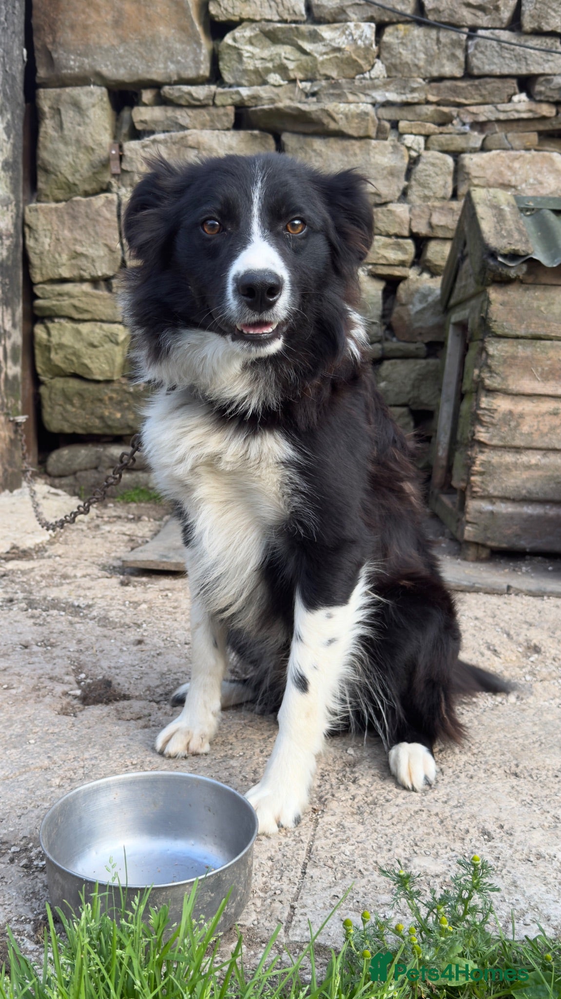 Border Collie dogs Roy – 18-Month-Old Working Border Collie - Advert 1