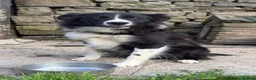 Border Collie dogs for sale: Roy – 18-Month-Old Working Border Collie in Sedbergh - Advert 1