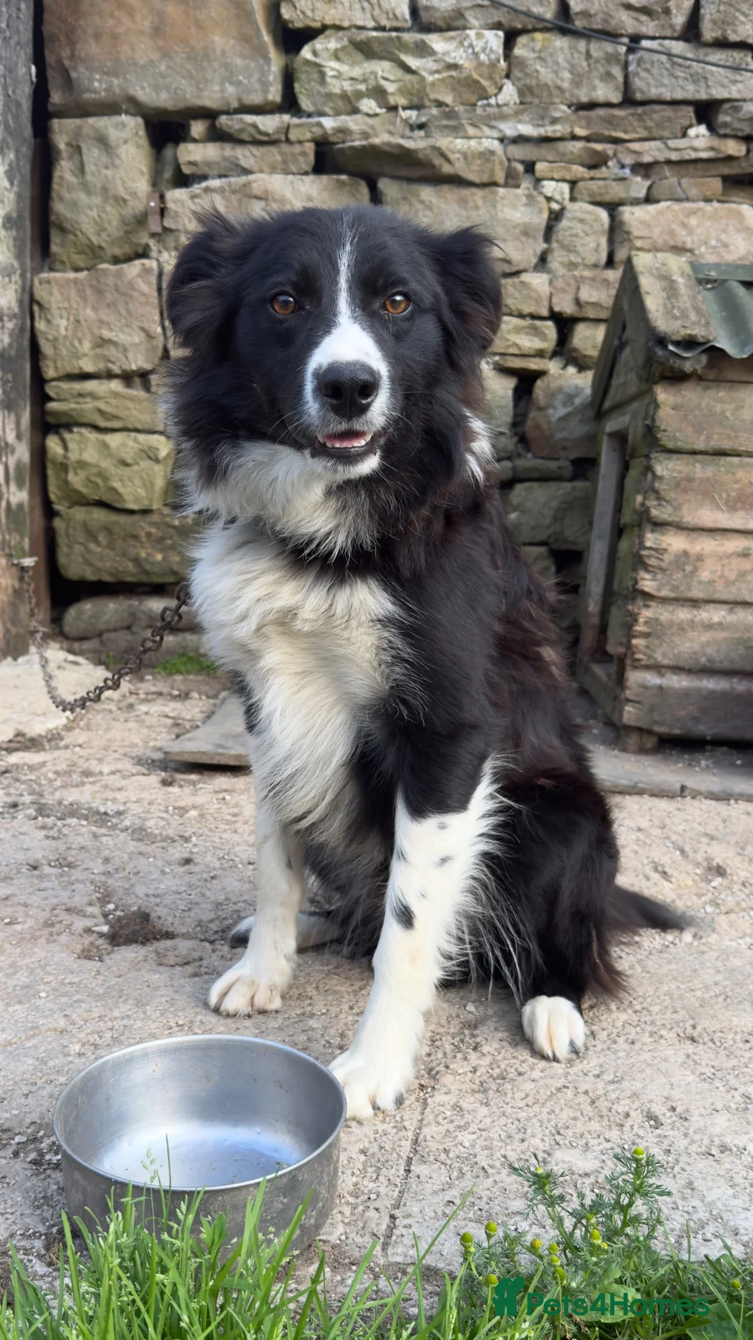 Border Collie dogs for sale: Roy – 18-Month-Old Working Border Collie in Sedbergh - Advert 1