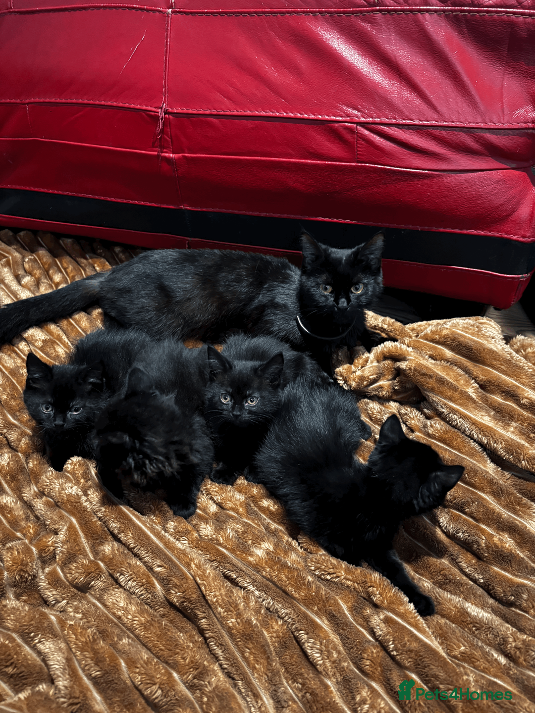 Domestic Shorthair cats for sale: Beautiful Black Kittens - Playful, Healthy & Ready in London - Advert 2