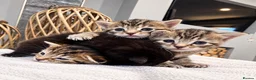 Domestic Shorthair cats for sale: Beautiful Home-Raised Black, Tabby &Torbie Kittens in Barnsley - Advert 5