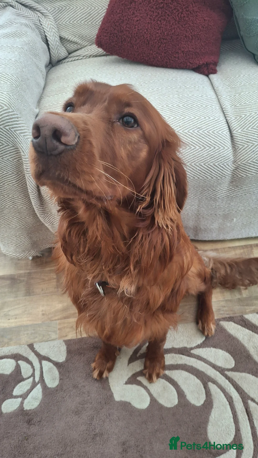 Mixed Breed dogs for sale: Irish Setter For sale - Advert 5