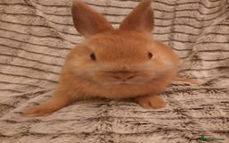 Netherland Dwarf rabbits for sale: Five Litters Of Netherland Dwarf Babies  - Image 3