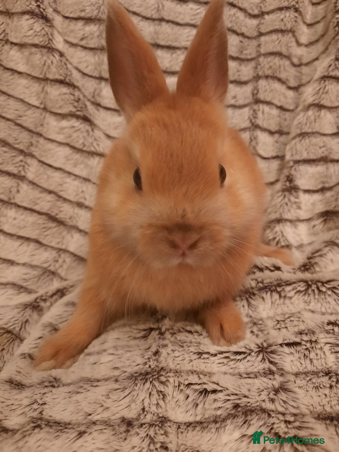 Netherland Dwarf rabbits for sale: Five Litters Of Netherland Dwarf Babies  - Image 3