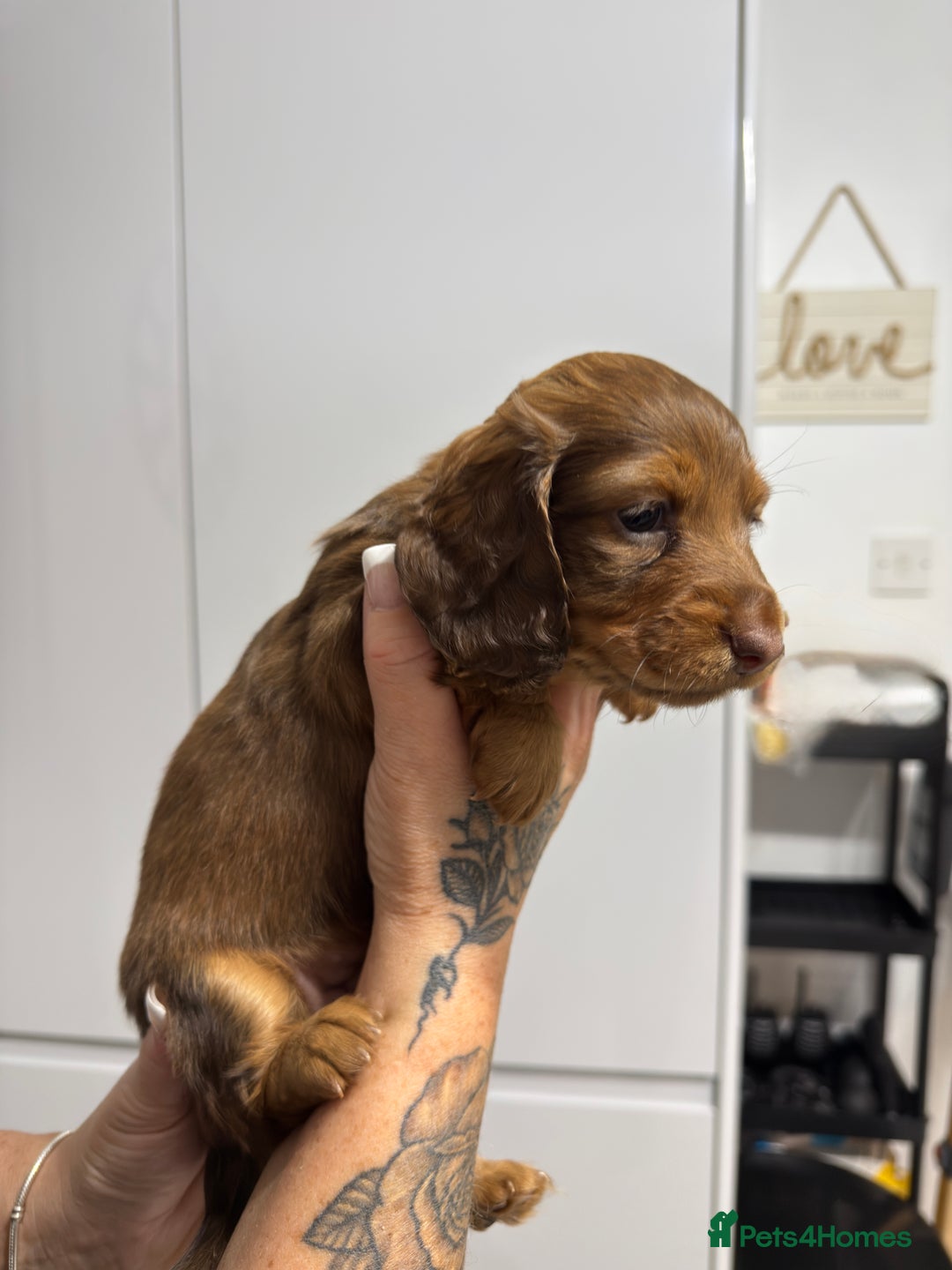 Miniature Dachshund dogs for sale: Beautiful Longhair miniature Dachshund - Image 37
