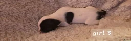 Mixed Breed dogs for sale: Beautiful puppies 🐶  - Advert 10